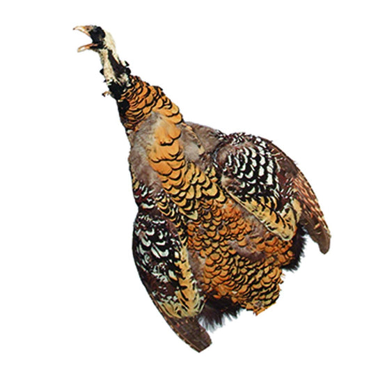 Venery Pheasant Pelts #1 - Natural - Feathers