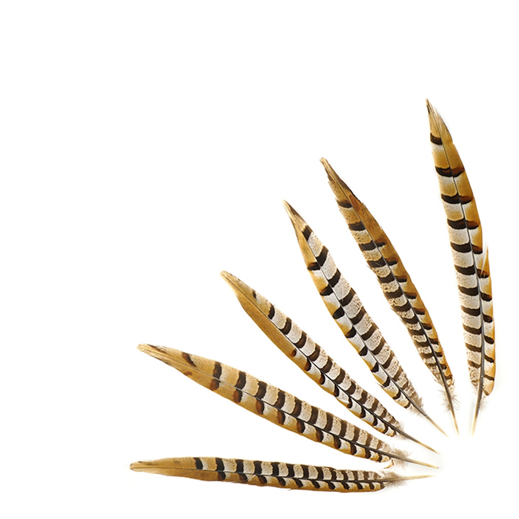 Venery Pheasant Tails - Natural - 12 - 16’’ - Feathers