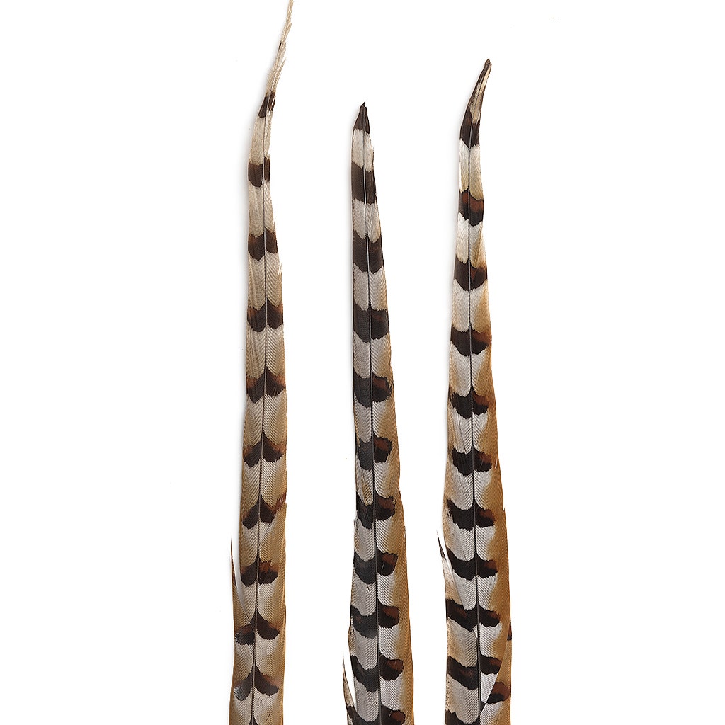 Venery Pheasant Tails - Natural - 30 - 40’’ - Feathers