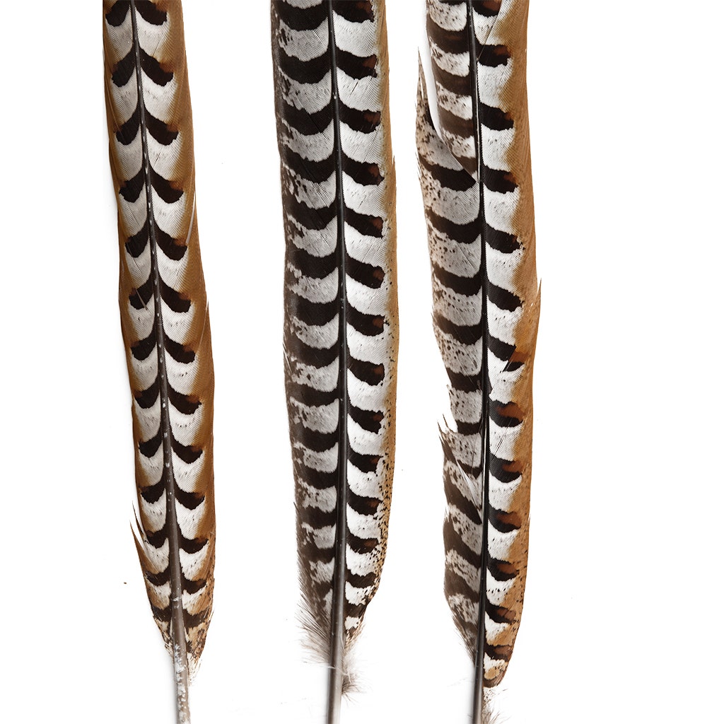 Venery Pheasant Tails - Natural - 30 - 40’’ - Feathers