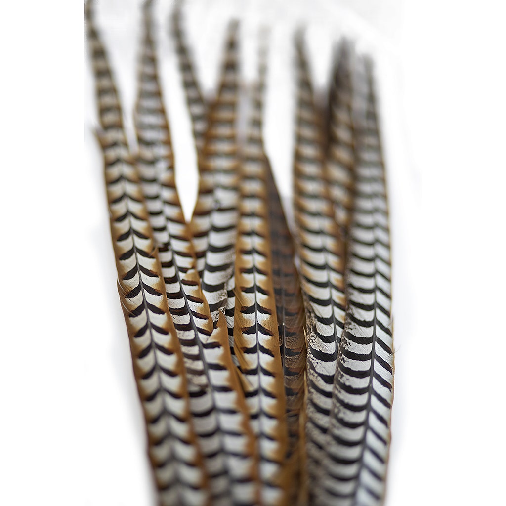 Venery Pheasant Tails - Natural - 30 - 40’’ - Feathers