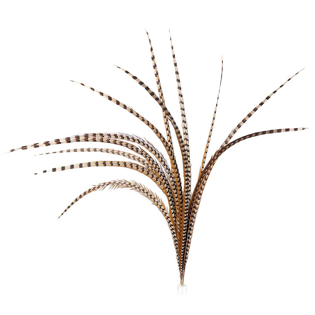 Venery Pheasant Tails - Natural - 50 - 60’’ - Feathers