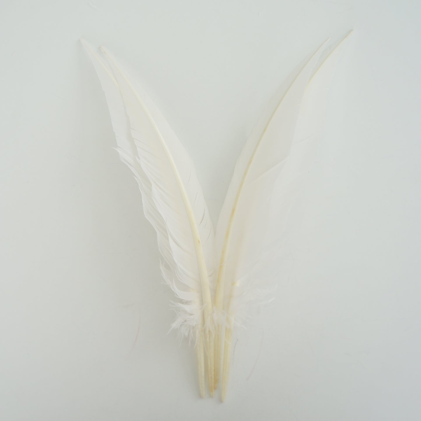 White Dagger Turkey Quill Feathers 9-12"