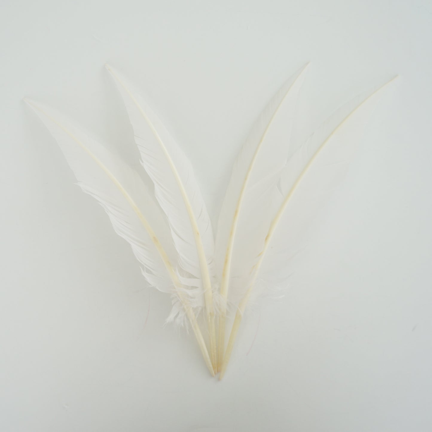 White Dagger Turkey Quill Feathers 9-12"