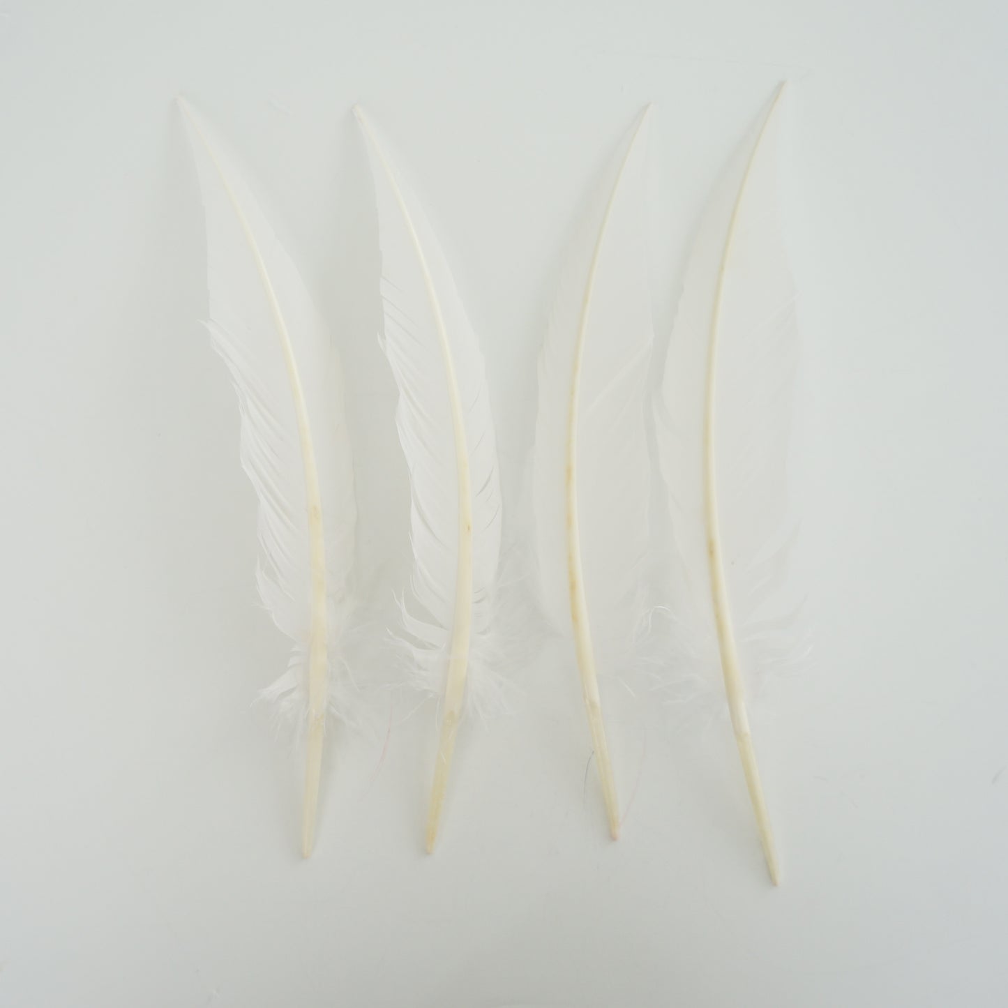 White Dagger Turkey Quill Feathers 9-12"