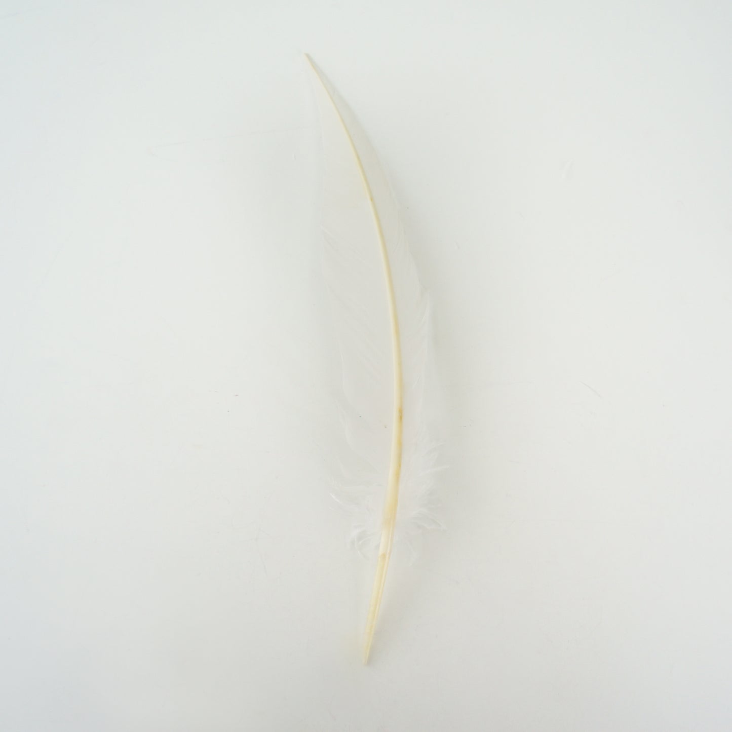 White Dagger Turkey Quill Feathers 9-12"