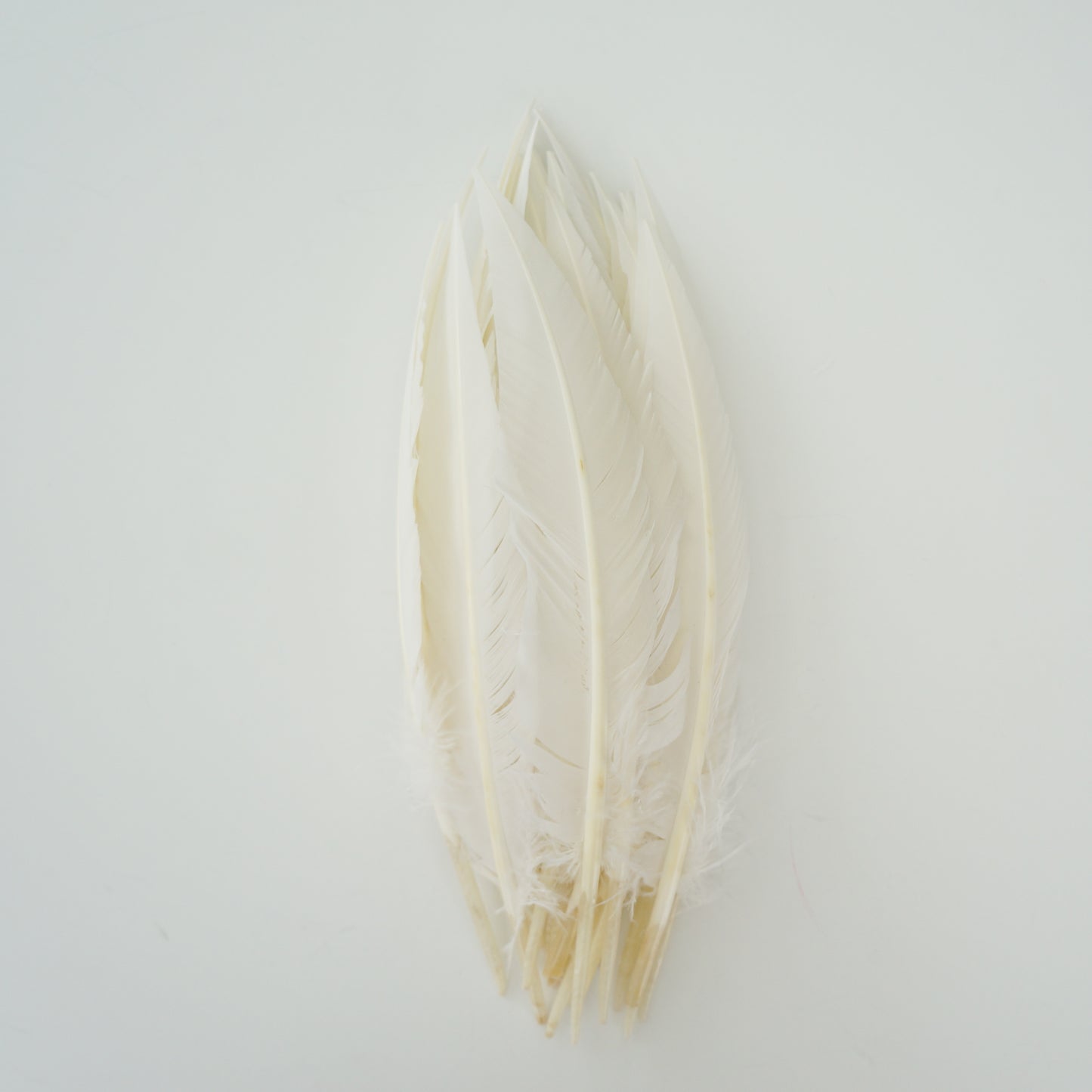 White Dagger Turkey Quill Feathers 9-12"