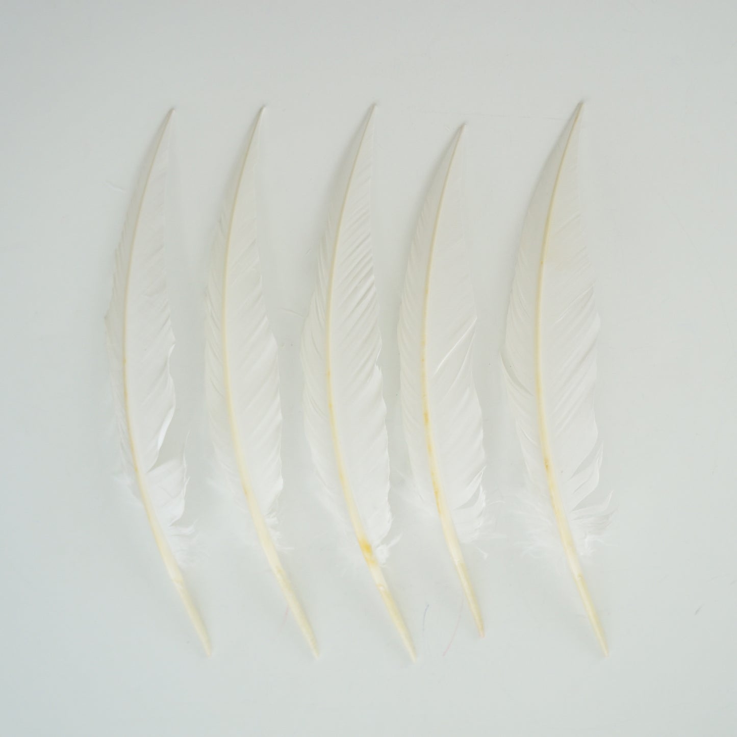 White Dagger Turkey Quill Feathers 9-12"