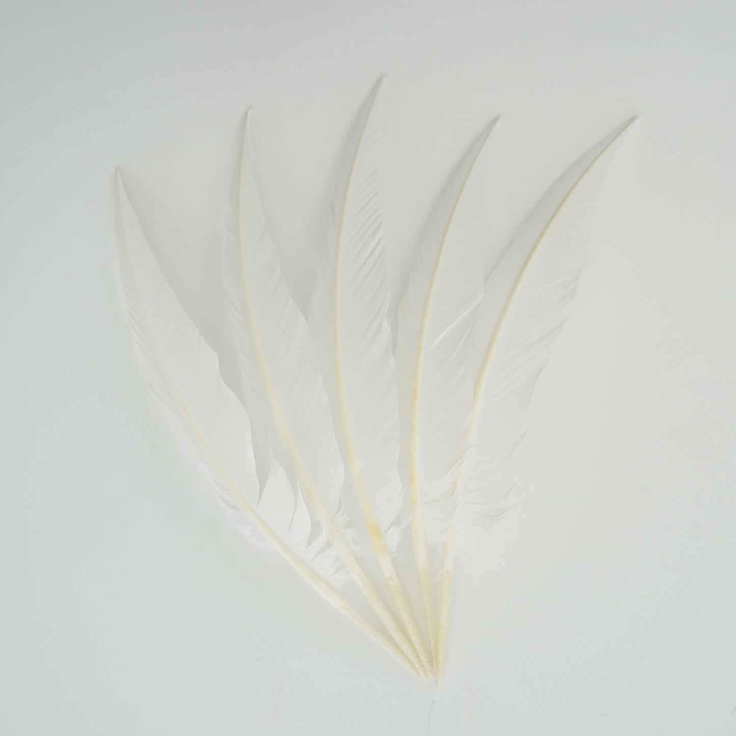 White Dagger Turkey Quill Feathers 9-12"