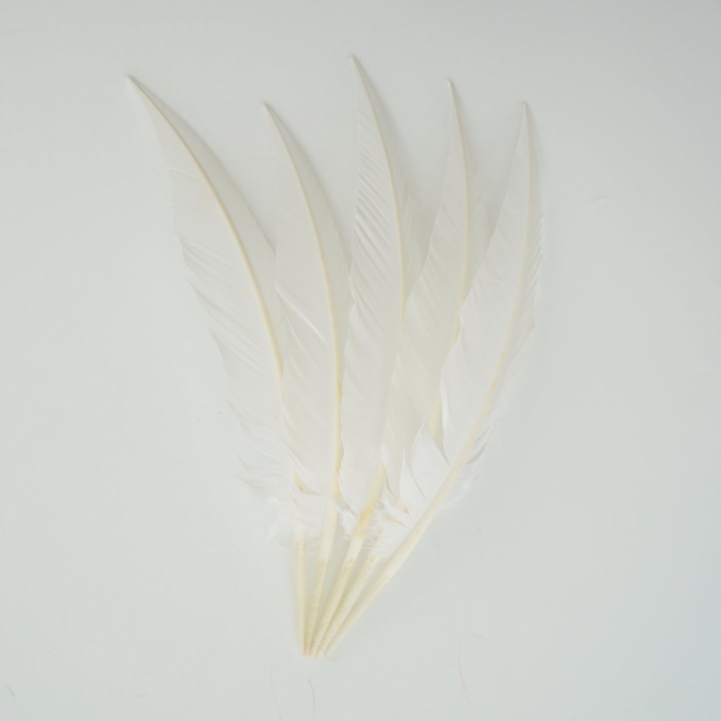 White Dagger Turkey Quill Feathers 9-12"
