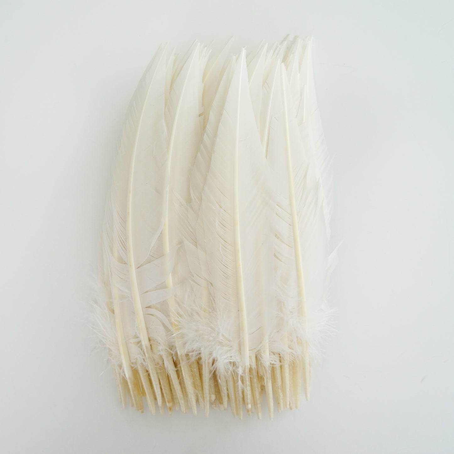 White Dagger Turkey Quill Feathers 9-12"