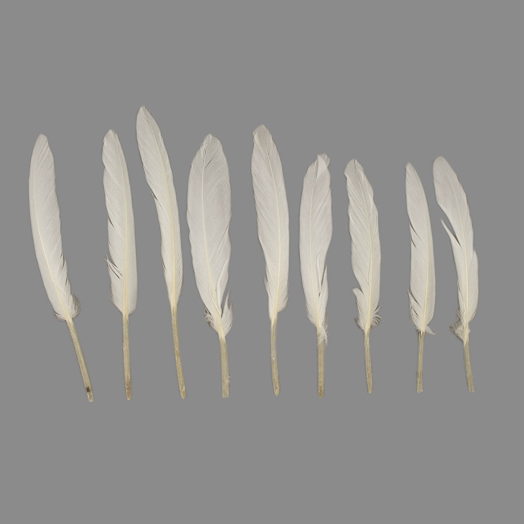 Duck Cosse Feathers - White