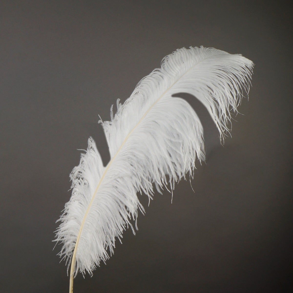 Bulk Ostrich Feathers-Damaged Femina - White