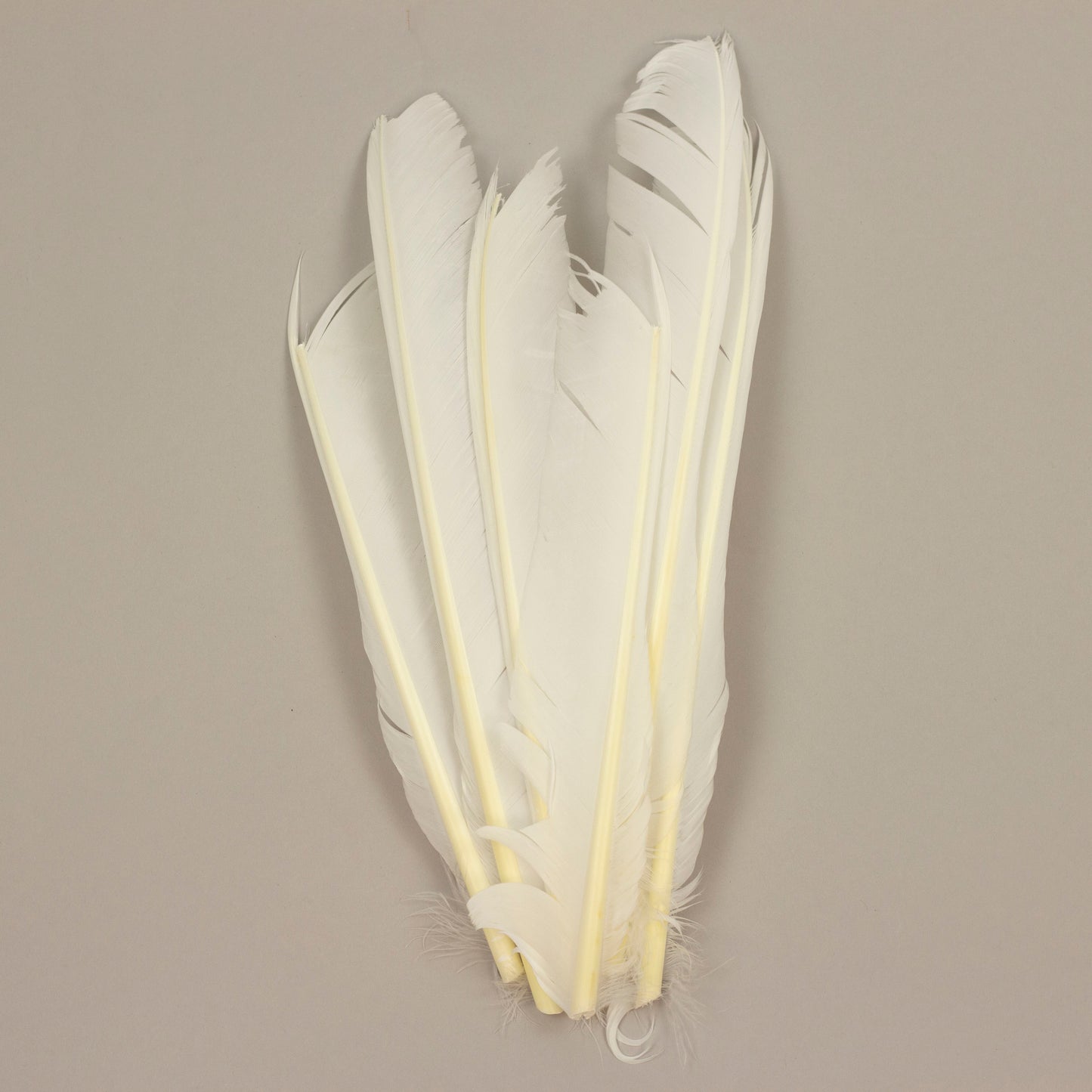White Cut Turkey Pointer Feathers 8-12"