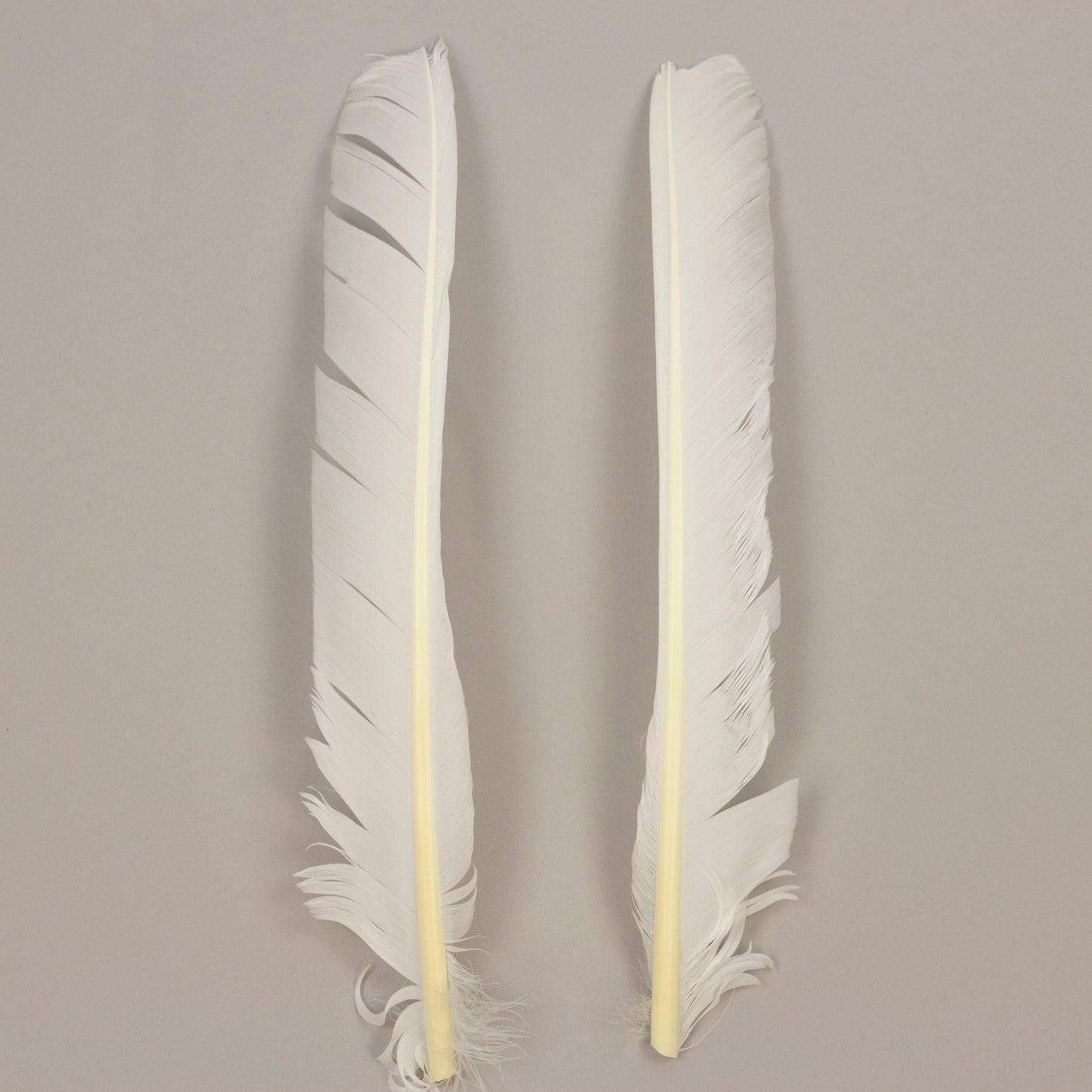 White Cut Turkey Pointer Feathers 8-12"