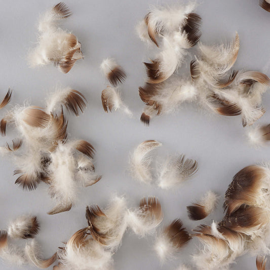 Wood Duck Plumage Feathers Natural - Feathers