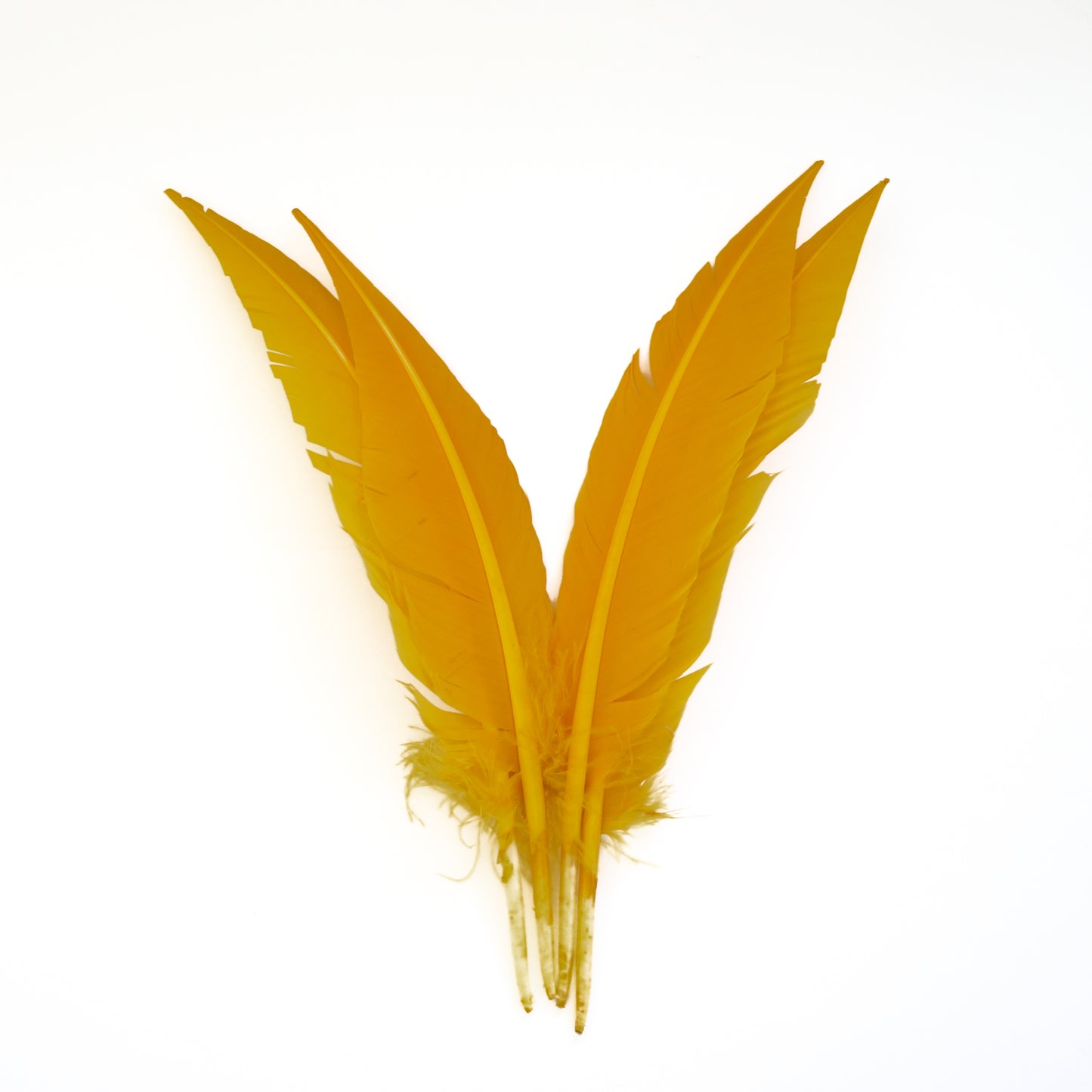 Gold Dagger Turkey Quill Feathers 9-12"