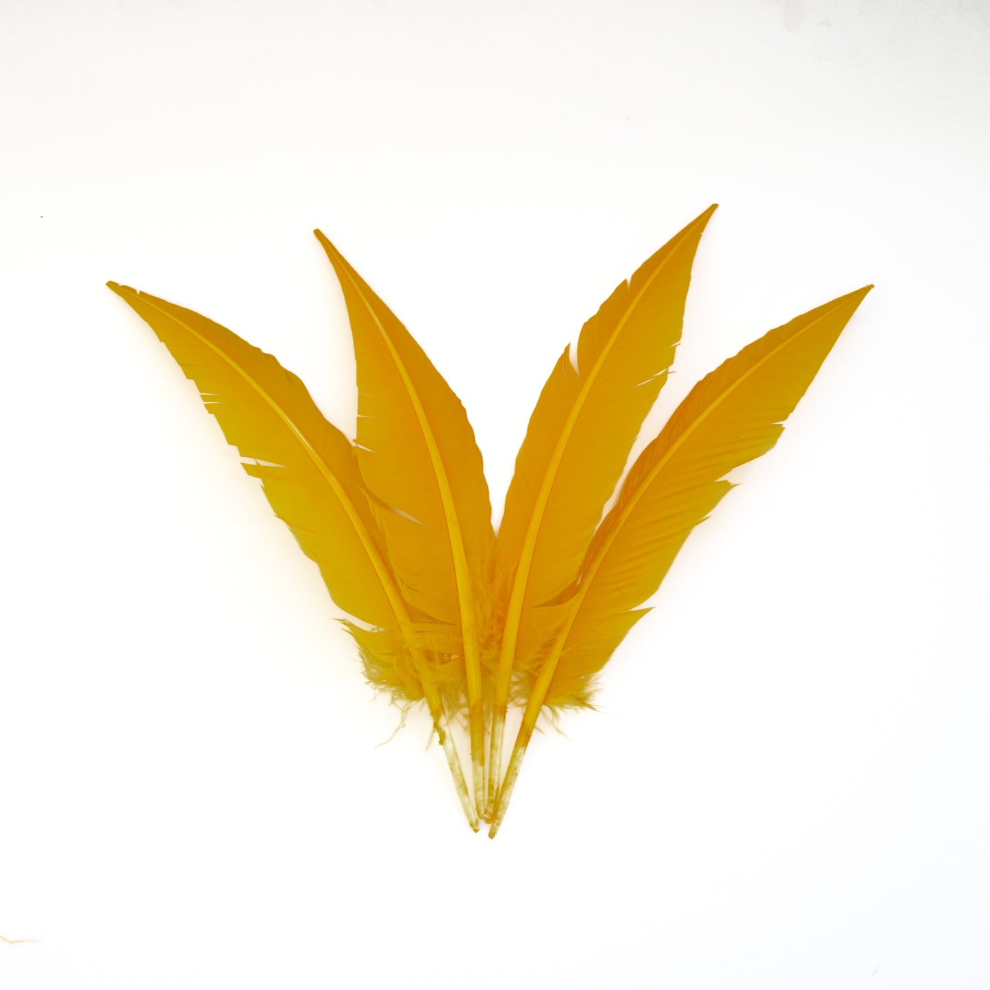 Gold Dagger Turkey Quill Feathers 9-12"