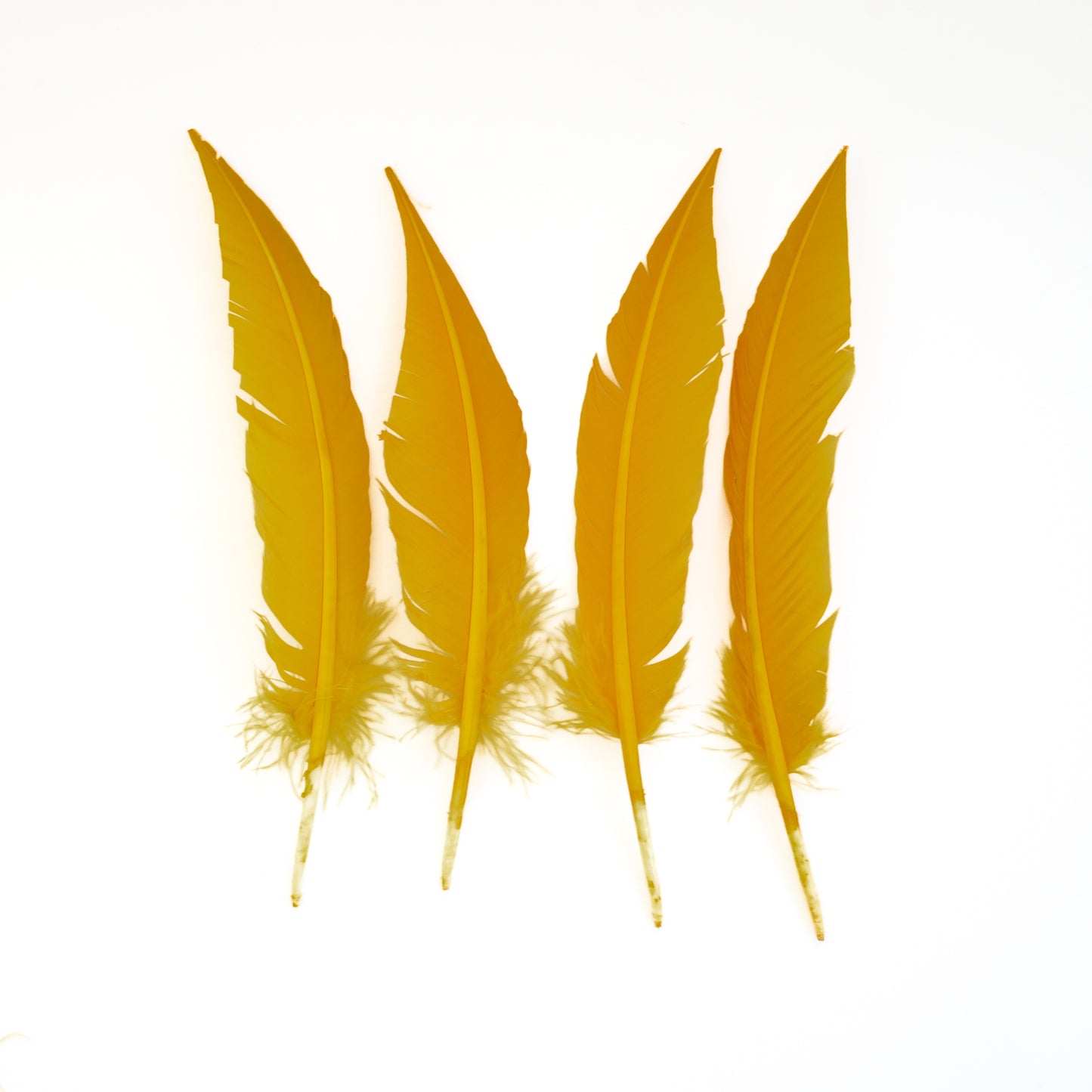 Gold Dagger Turkey Quill Feathers 9-12"