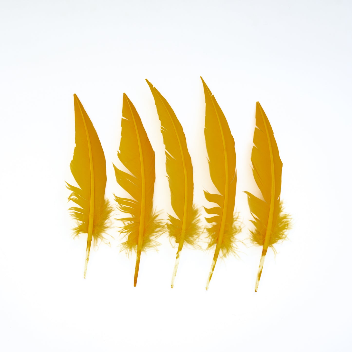 Gold Dagger Turkey Quill Feathers 9-12"