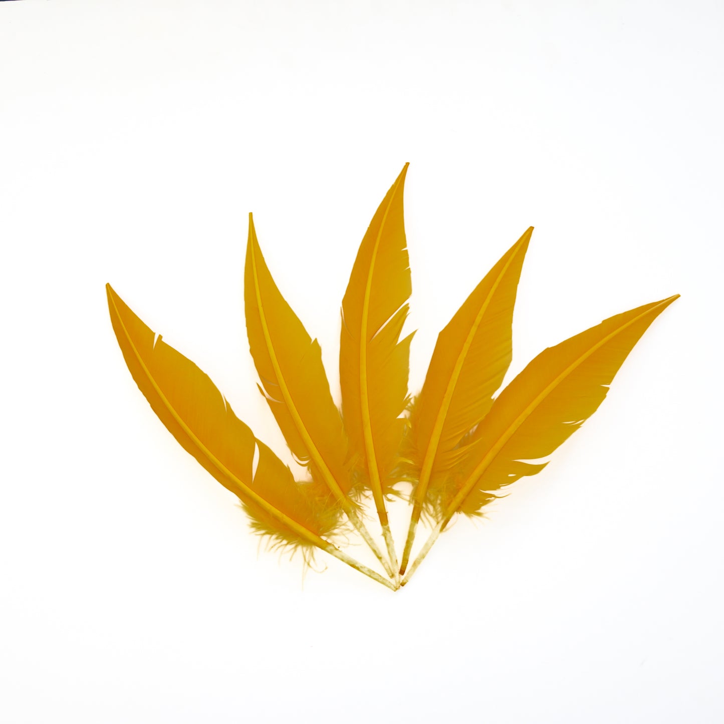 Gold Dagger Turkey Quill Feathers 9-12"