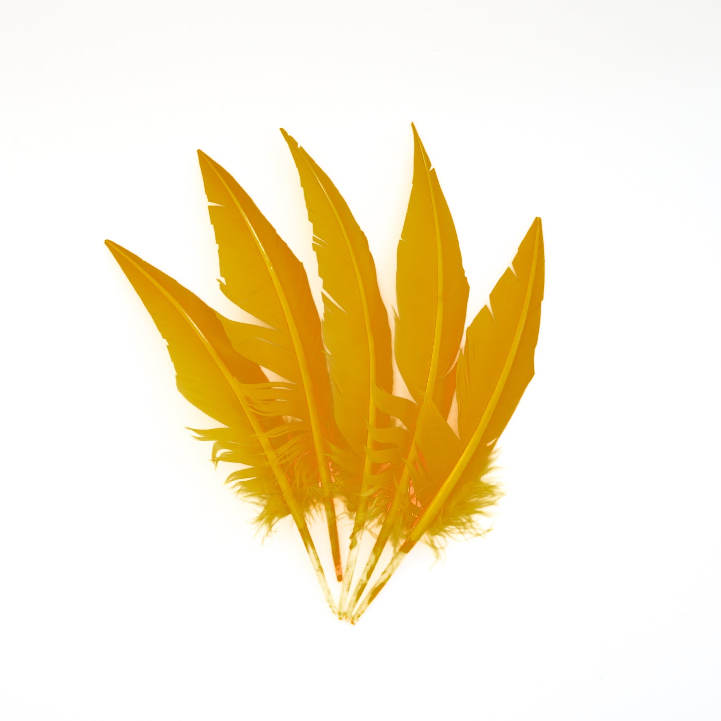 Gold Dagger Turkey Quill Feathers 9-12"