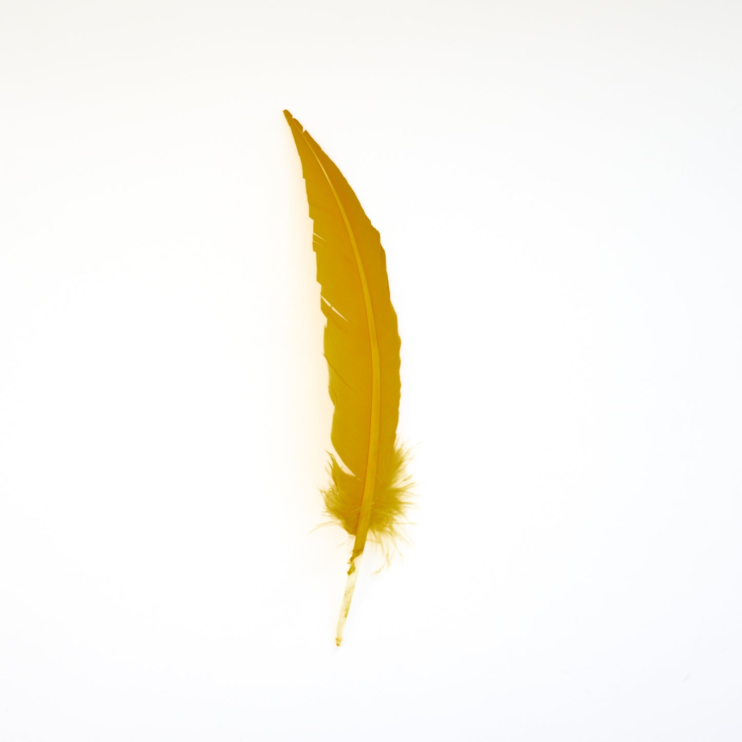 Gold Dagger Turkey Quill Feathers 9-12"