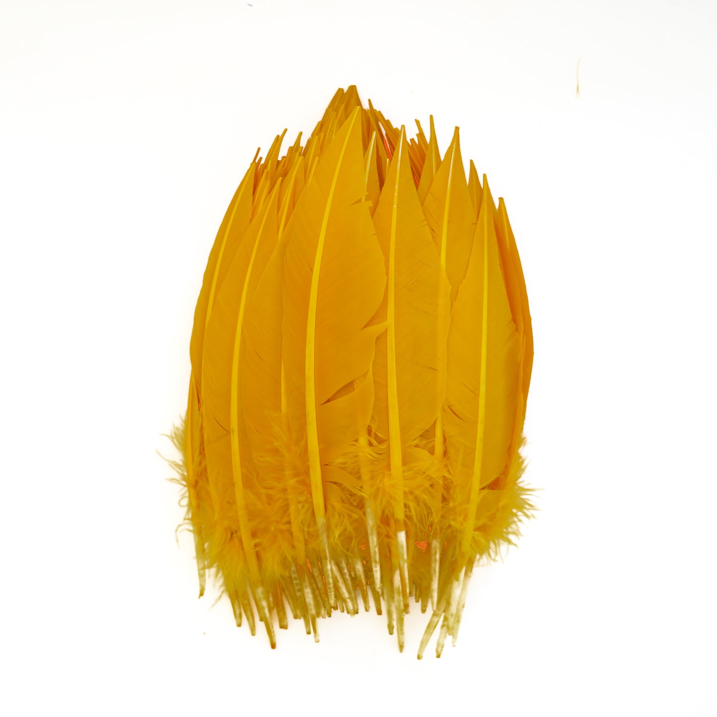 Gold Dagger Turkey Quill Feathers 9-12"