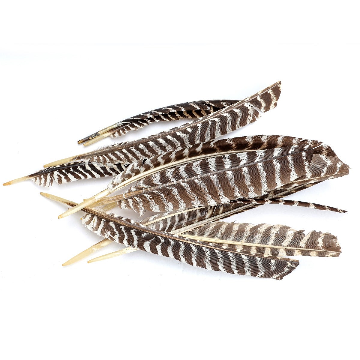 Barred Turkey Pointer Feathers - Left Wing - 12 pc - Natural
