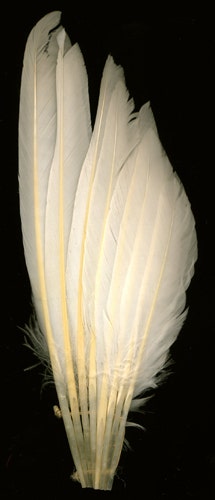 Duck Wing Fan Trim - White