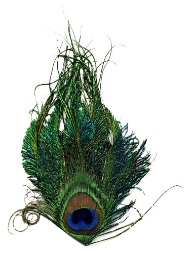 Peacock Sword-Eye Feather Pad - Natural