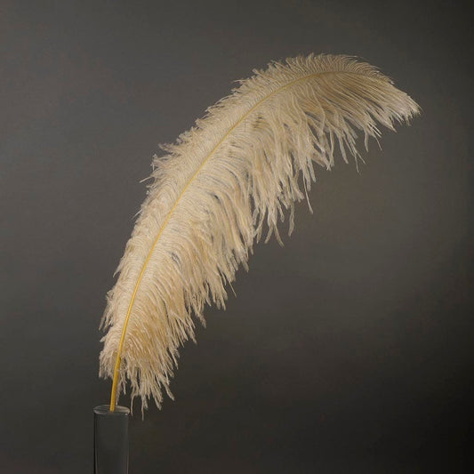Large Ostrich Feathers - 24-30" Prime Femina Plumes - Beige