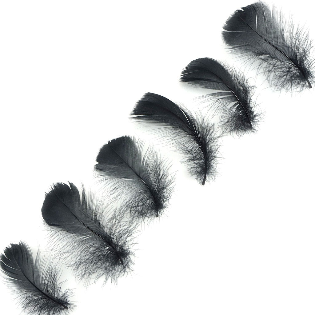 Bulk Goose Coquille Feathers Dyed - Black  - 1/4 lb