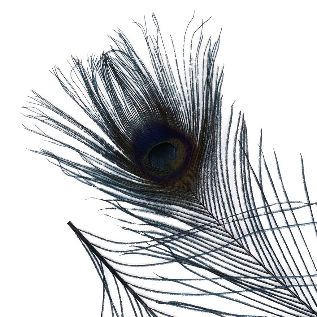 Peacock Feather Eyes Bleached & Dyed Black