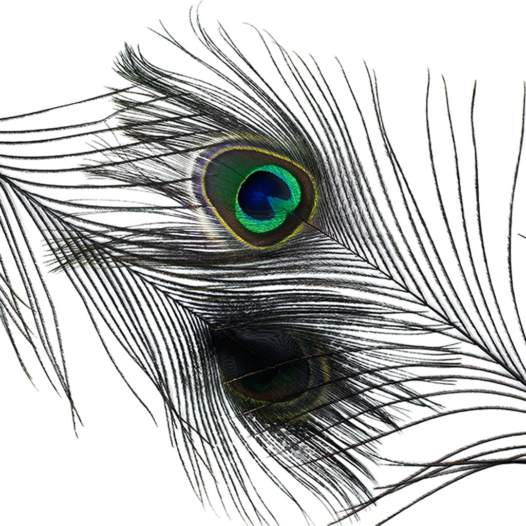 20Pcs/Lot Real Peacock Feather Eye Trimmed 10-15CM/4-6 Peacock Feathers  for Crafts Peacock Decor Plumas Carnaval Assesoires DIY