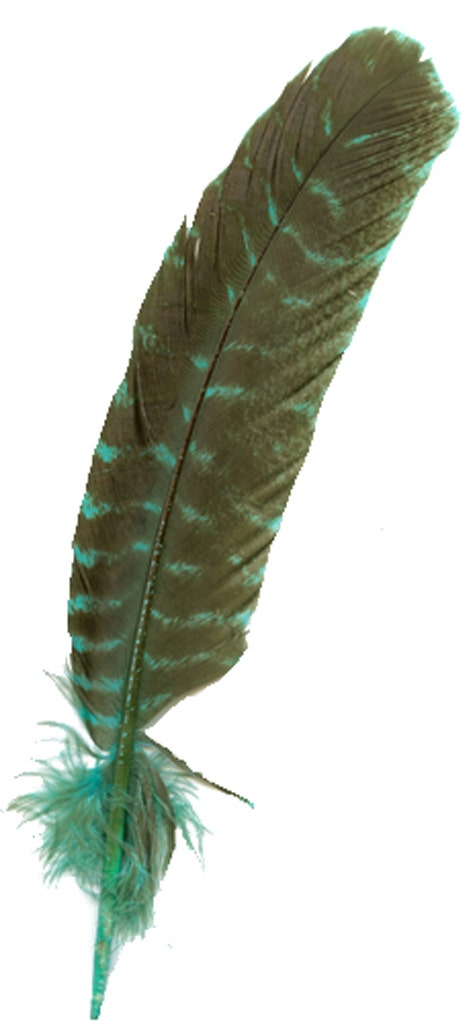 Barred Turkey Quills - Right Wing -  8-12 Inches - 12 pc - Fluorescent Blue
