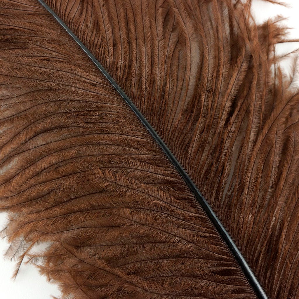 Large Ostrich Feathers - 20-25" Prime Femina Plumes - Brown