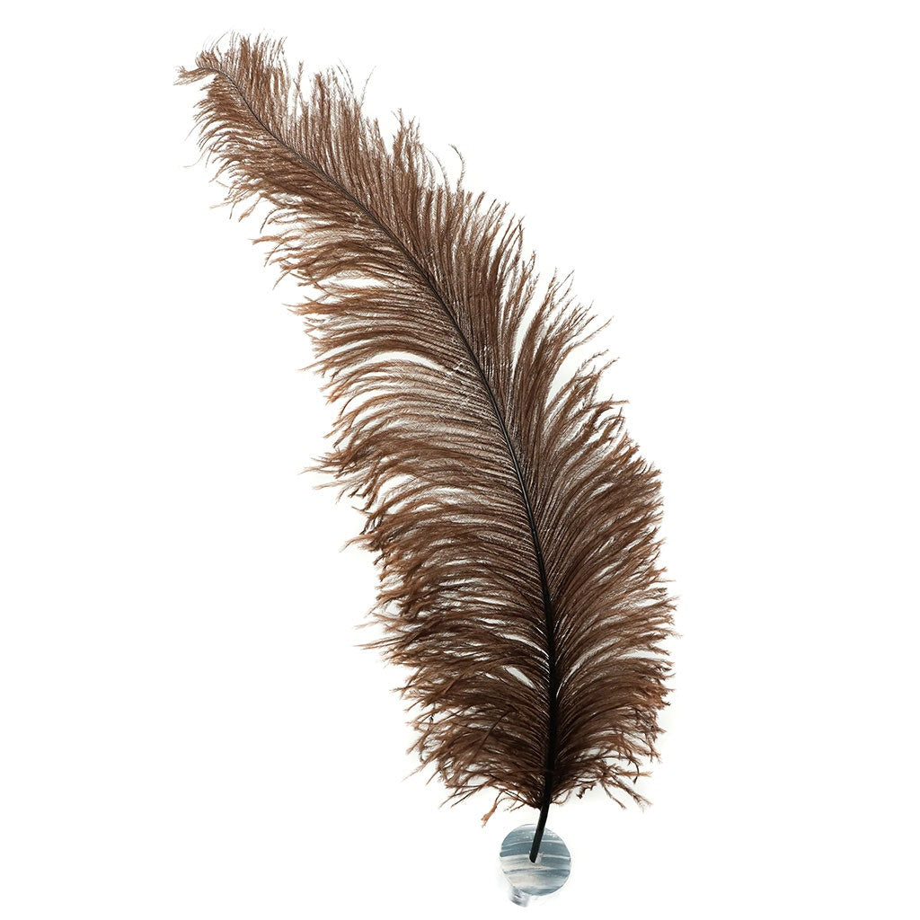 Large Ostrich Feathers - 18-24" Spads - Brown