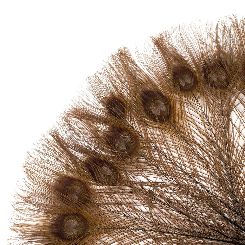 Peacock Feather Eyes Bleached & Dyed Brown