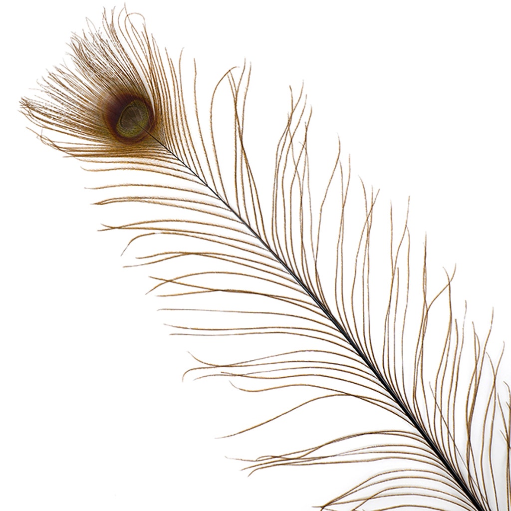 Peacock Eyes Bleached/Dyed - Brown - 30-40" - 10 PC