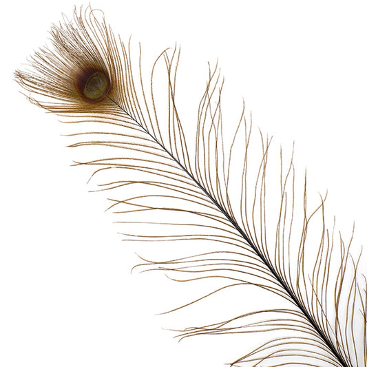 Peacock Eyes Bleached/Dyed - Brown - 30-40" - 10 PC