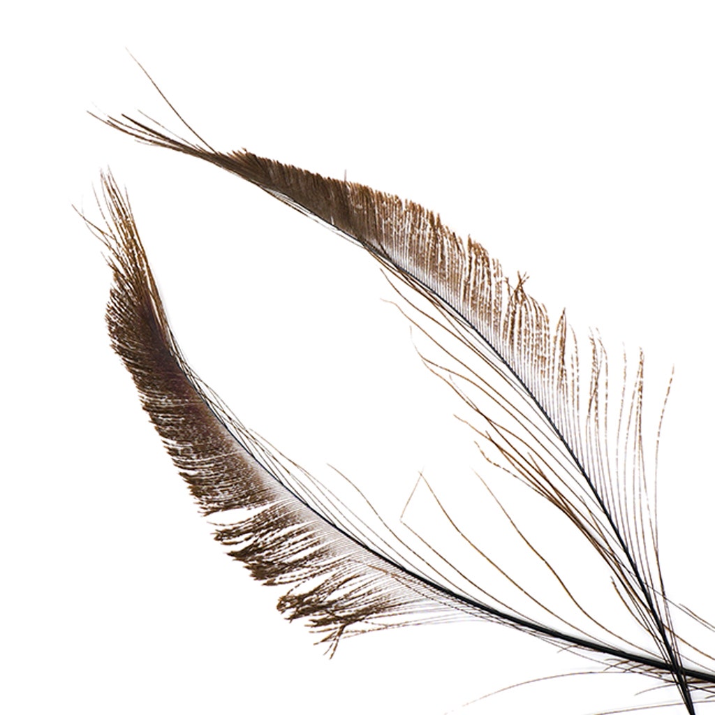  Zucker –Peacock Feathers – Feathers for Crafts : Arts, Crafts &  Sewing