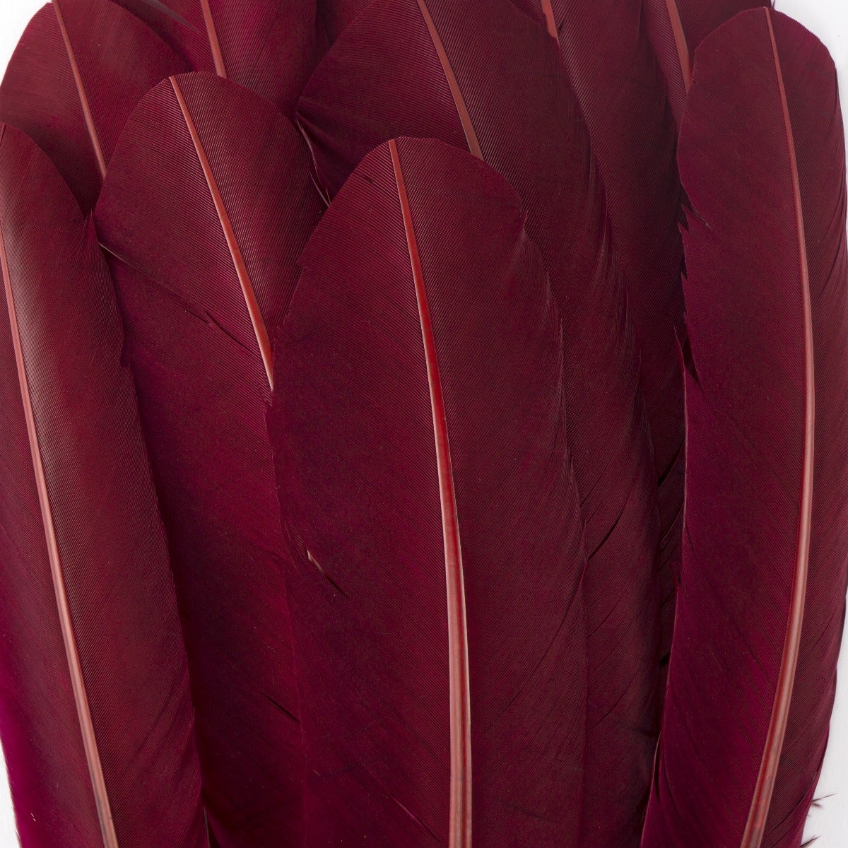 Turkey Feather Quills Selected - Burgundy