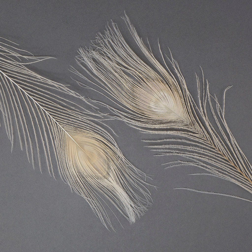 Peacock Feather Eyes Bleached & Dyed Eggshell