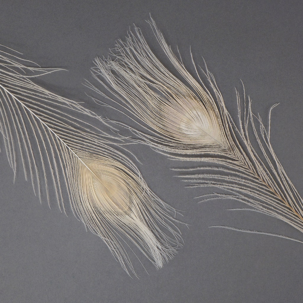 Peacock Tail Eyes Bleached and Dyed - 8-15” - 100 pc - Eggshell