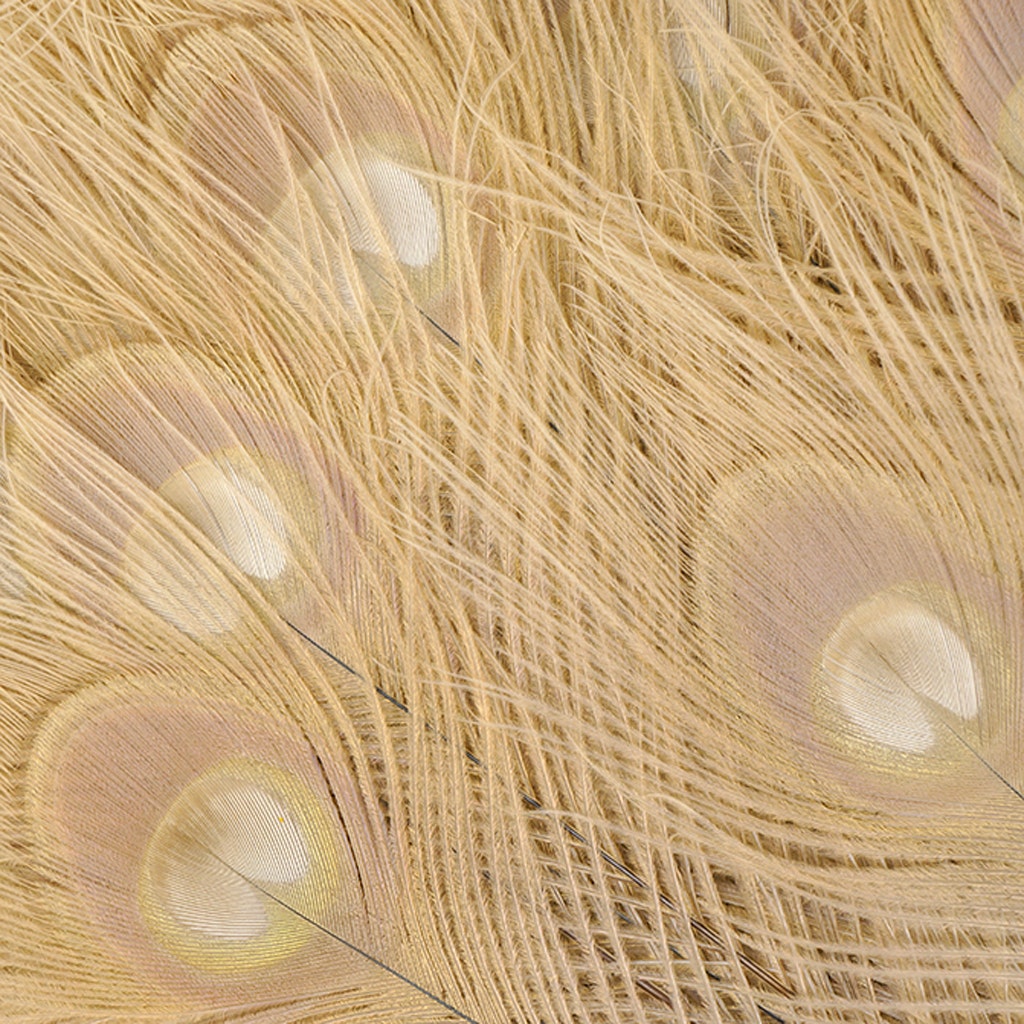 Peacock Tail Eyes Bleached Dyed - 25-40 Inch - 10 PCS - Eggshell