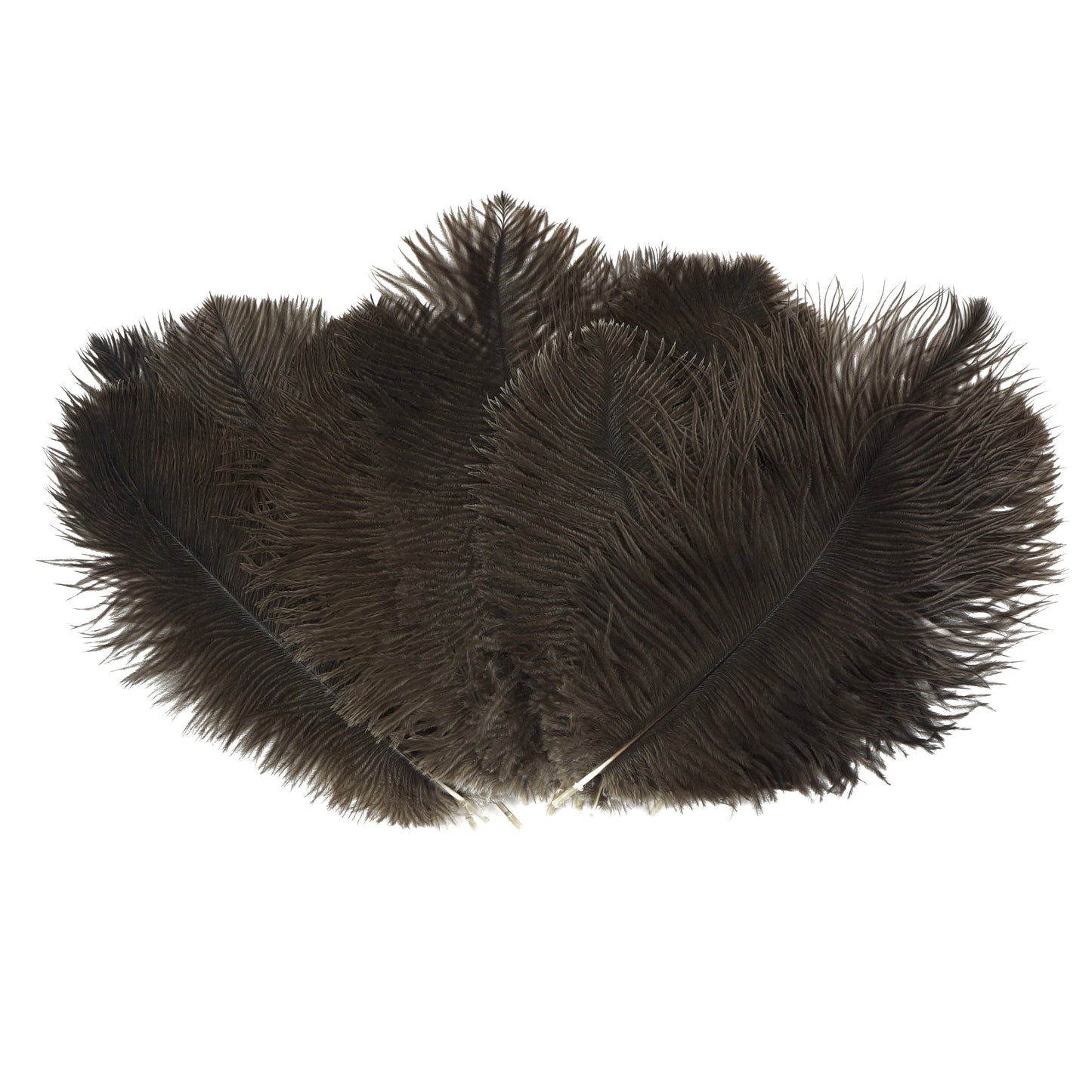 Ostrich Feathers 9-12" Drabs - Natural