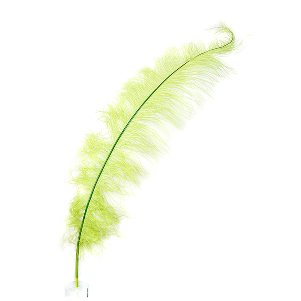 Large Ostrich Feathers - 18-24" Spads - Basil