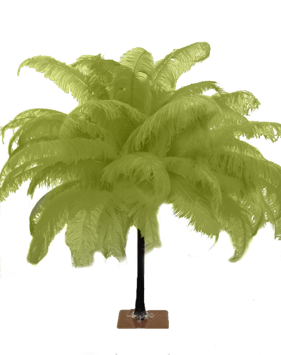 Large Ostrich Feathers - 18-24" Spads - Basil
