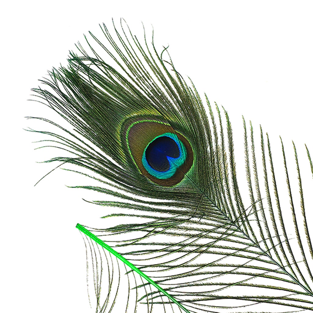 Bulk Peacock Eye Feathers (Full Eye) Stem Dyed - 100 pc - 8-15" -  Kelly